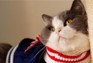 Pletený raglánový svetr pro kočku