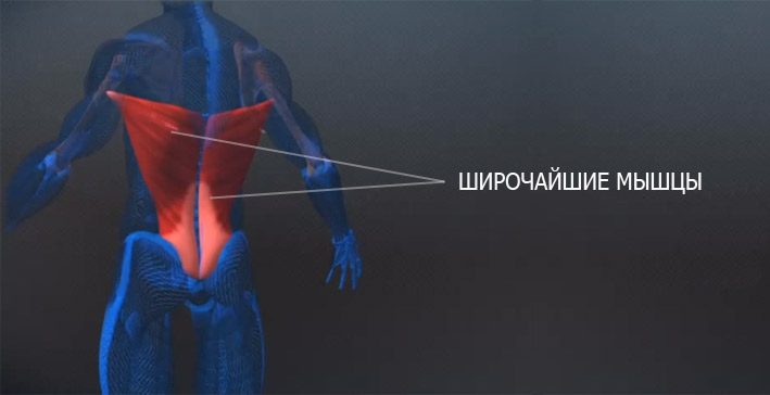 Latissimus Dorsi мышца