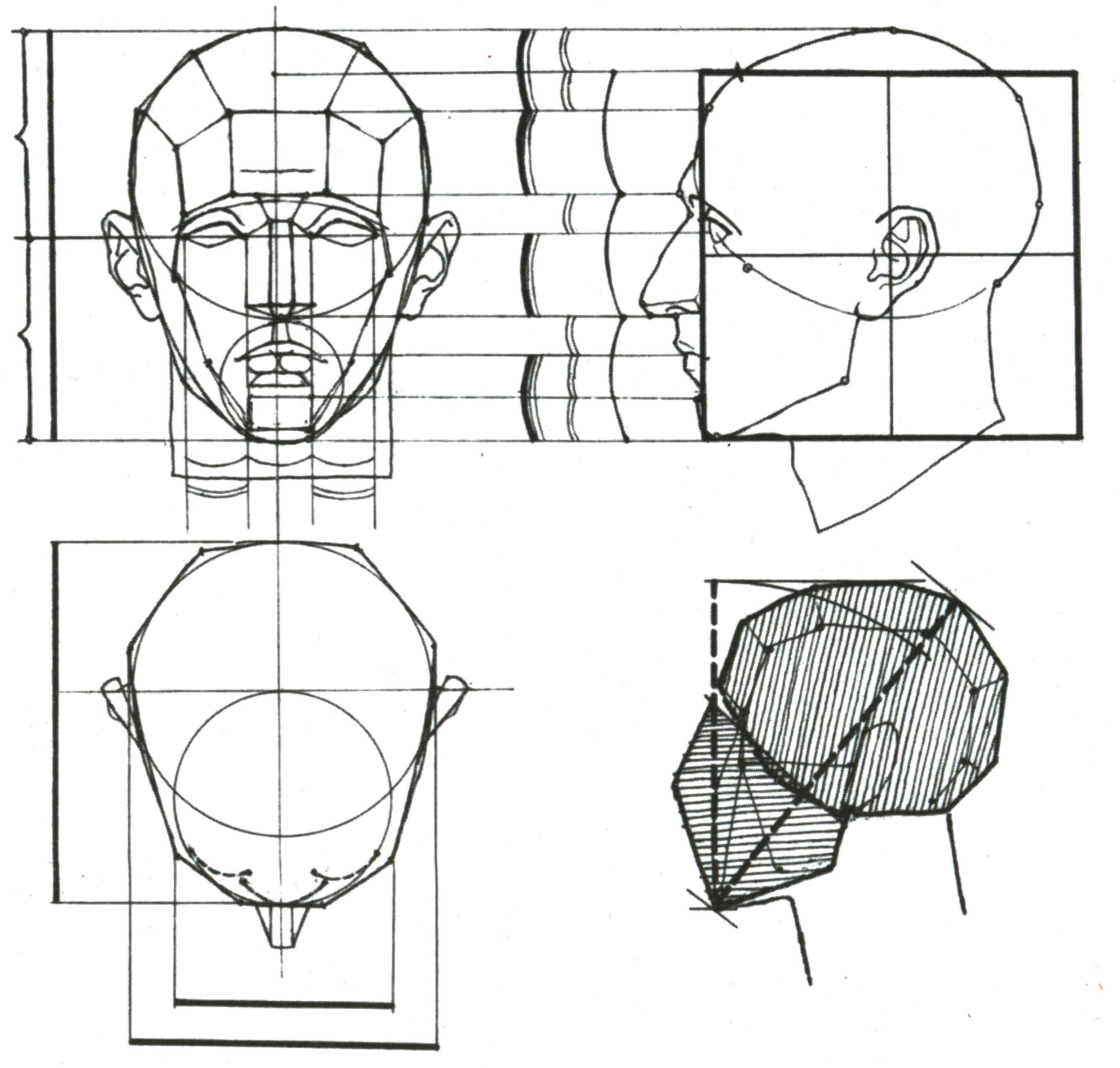 Рисунок головы человека пропорции головы